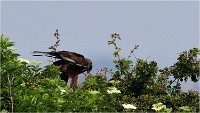 D500 Texel 18-05-31 01723   Photos ACG 2018