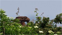 D500 Texel 18-05-31 01737   Photos ACG 2018