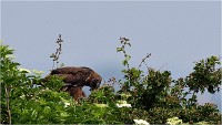 D500 Texel 18-05-31 01738   Photos ACG 2018