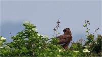 D500 Texel 18-05-31 01742   Photos ACG 2018