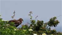 D500 Texel 18-05-31 01758   Photos ACG 2018