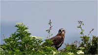 D500 Texel 18-05-31 01766   Photos ACG 2018