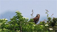 D500 Texel 18-05-31 01769  3  Photos ACG 2018