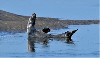 D850 Phoques Ber 18-08-02 016   Photos ACG 2018