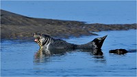 D850 Phoques Ber 18-08-02 020   Photos ACG 2018