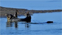D850 Phoques Ber 18-08-02 036   Photos ACG 2018