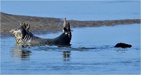 D850 Phoques Ber 18-08-02 038   Photos ACG 2018