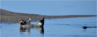 D850 Phoques Ber 18-08-02 053   Photos ACG 2018