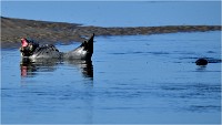 D850 Phoques Ber 18-08-02 055   Photos ACG 2018