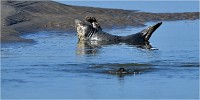 D850 Phoques Ber 18-08-02 063   Photos ACG 2018
