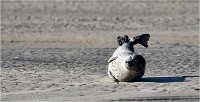 D850 Phoques Ber 18-08-02 140   Photos ACG 2018
