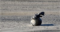 D850 Phoques Ber 18-08-02 142   Photos ACG 2018