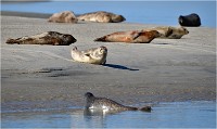 D850 Phoques Ber 18-08-02 296   Photos ACG 2018