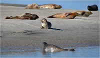 D850 Phoques Ber 18-08-02 298   Photos ACG 2018