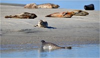 D850 Phoques Ber 18-08-02 299   Photos ACG 2018