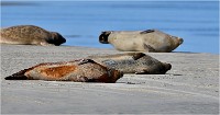 D850 Phoques Ber 18-08-02 402   Photos ACG 2018