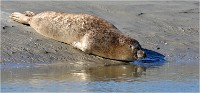 D850 Phoques Ber 18-08-02 462   Photos ACG 2018