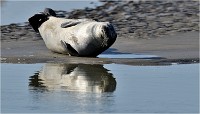 D850 Phoques Ber 18-08-02 465   Photos ACG 2018