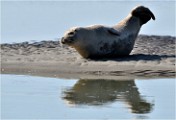 D850 Phoques Ber 18-08-02 484   Photos ACG 2018