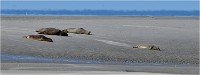 D850 Phoques Ber 18-08-02 521   Photos ACG 2018