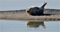 D850 Phoques Ber 18-08-02 544   Photos ACG 2018
