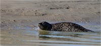 D850 Phoques Ber 18-08-02 569   Photos ACG 2018