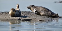 D850 Phoques Ber 18-08-02 590   Photos ACG 2018