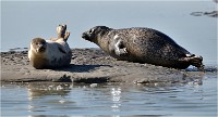 D850 Phoques Ber 18-08-02 591   Photos ACG 2018