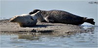 D850 Phoques Ber 18-08-02 592   Photos ACG 2018