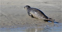 D850 Phoques Ber 18-08-02 655   Photos ACG 2018