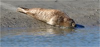 D850 Phoques Ber 18-08-02 742   Photos ACG 2018