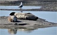 D850 Phoques Ber 18-08-02 752   Photos ACG 2018