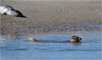 D850 Phoques Ber 18-08-02 777   Photos ACG 2018