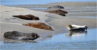 D850 Phoques Ber 18-08-02 851   Photos ACG 2018