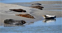 D850 Phoques Ber 18-08-02 852   Photos ACG 2018