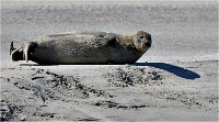 D850 Phoques Ber 18-08-02 914   Photos ACG 2018