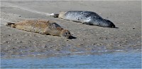 D850 Phoques Ber 18-08-02 922   Photos ACG 2018