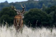 D500 RichmonPark 18-09-30 2262   Photos ACG 2018