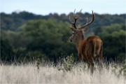 D500 RichmonPark 18-09-30 2285   Photos ACG 2018