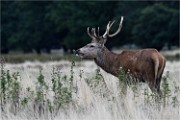 D500 RichmonPark 18-09-30 2309   Photos ACG 2018