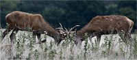 D500 RichmonPark 18-09-30 2314   Photos ACG 2018