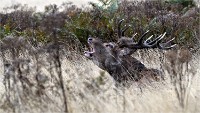 D500 RichmonPark 18-09-30 2327   Photos ACG 2018
