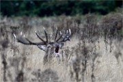 D500 RichmonPark 18-09-30 2354   Photos ACG 2018