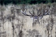 D500 RichmonPark 18-09-30 2364   Photos ACG 2018
