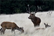 D500 RichmonPark 18-09-30 2412   Photos ACG 2018