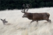 D500 RichmonPark 18-09-30 2428   Photos ACG 2018