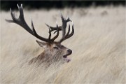D500 RichmonPark 18-09-30 2527   Photos ACG 2018