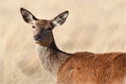D500 RichmonPark 18-09-30 2547   Photos ACG 2018