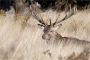 D500 RichmonPark 18-10-01 2725   Photos ACG 2018
