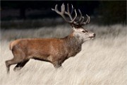 D500 RichmonPark 18-10-01 2855   Photos ACG 2018